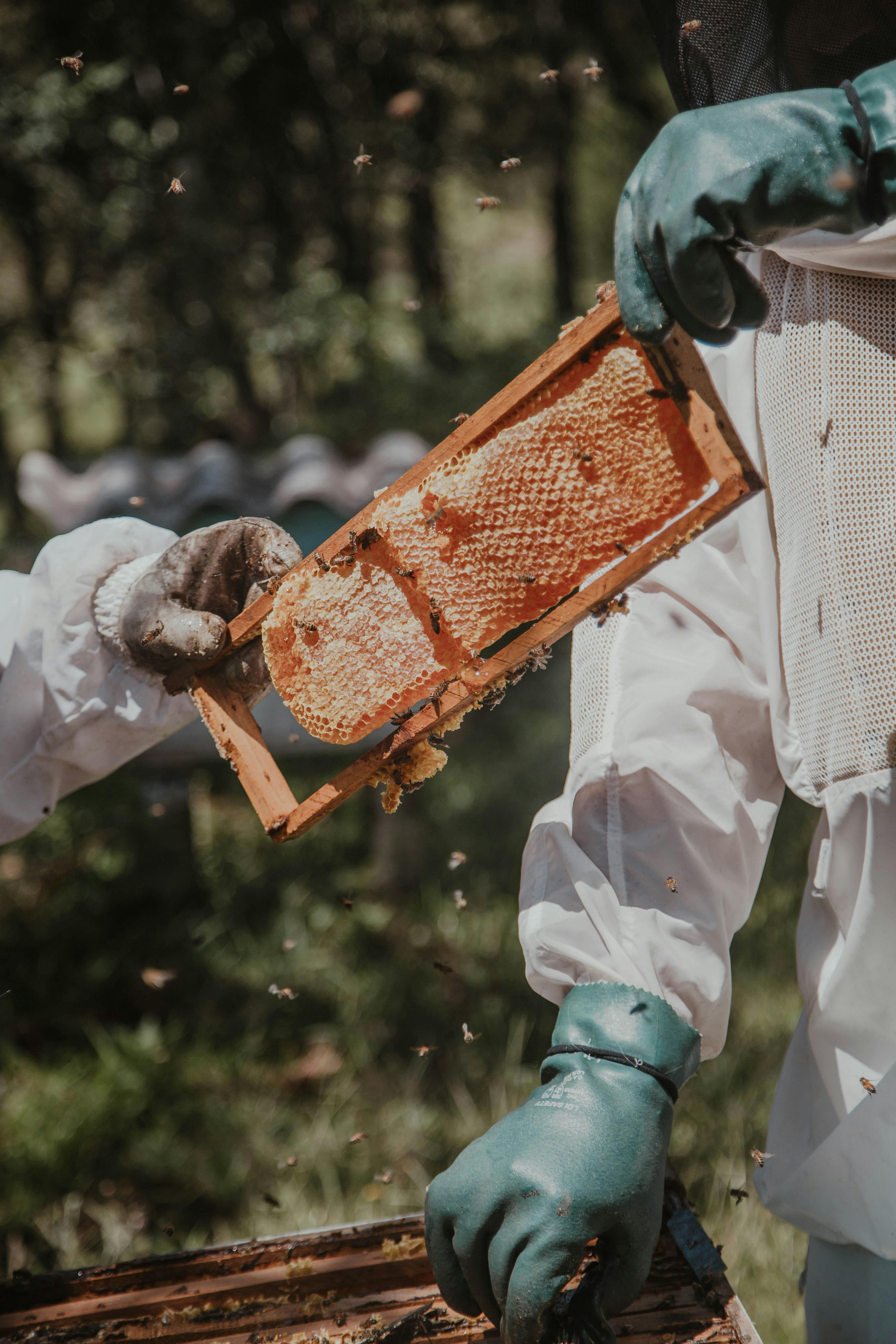 Eine echt Honigwabe in der Ernte mit Bienen.